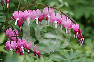 Blooming bush Dicenters beautiful or Heart flowers beautiful as a background to Valentine\'s Day photo